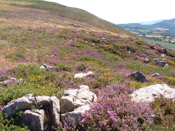 A heather-covered hilltop